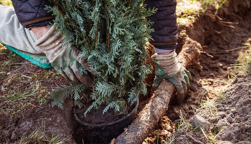 Ein Gartenbaubetrieb hat keinen Anspruch auf Verg&uuml;tung, wenn er ohne ausdr&uuml;cklichen Auftrag eine Grundst&uuml;cksgrenze bepflanzt.