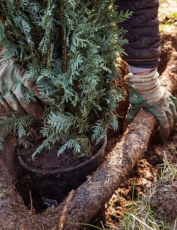 Ein Gartenbaubetrieb hat keinen Anspruch auf Verg&uuml;tung, wenn er ohne ausdr&uuml;cklichen Auftrag eine Grundst&uuml;cksgrenze bepflanzt.