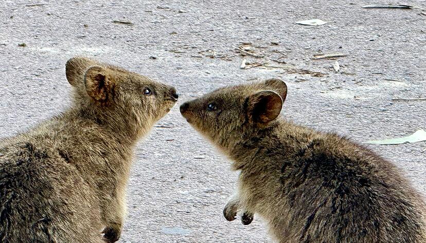 Quokkas sind gesellige Tiere und leben oft in Familiengruppen. Quokkas sind gesellige Tiere und leben oft in Familiengruppen.