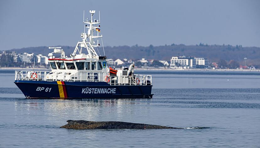 Ein Wal ist an der Ostseeküste vor Niendorf gestrandet, im Hintergrund ein Boot der Küstenwache. Die Polizei hat das Gelände abgesperrt, um das Tier nicht zu beunruhigen. Ein Wal ist an der Ostseeküste vor Niendorf gestrandet, im Hintergrund ein Boot der Küstenwache. Die Polizei hat das Gelände abgesperrt, um das Tier nicht zu beunruhigen.