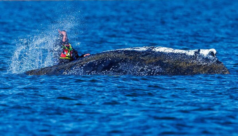 Zum Teil bespritzen Helfer den Wal mit blo&szlig;en H&auml;nden Helfer mit Wasser.