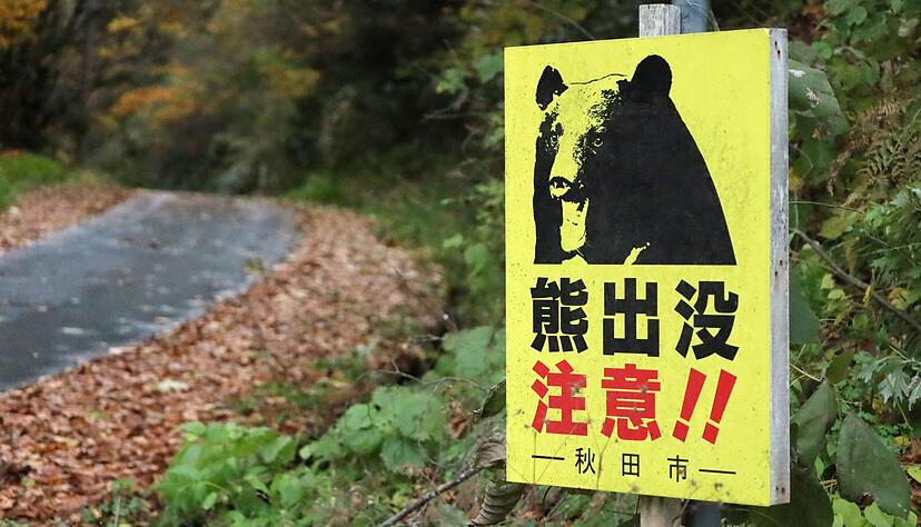 Laut Behördenangaben wurden seit April landesweit 13 Menschen von Bären getötet. (Archivbild) Laut Behördenangaben wurden seit April landesweit 13 Menschen von Bären getötet. (Archivbild)
