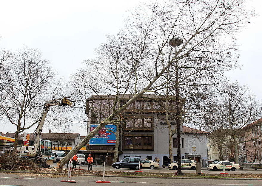 28. Januar 2011: Auf der Allee fallen vor dem Haus des Handwerks die ersten Bäume für den Stadtbahn-Ausbau.