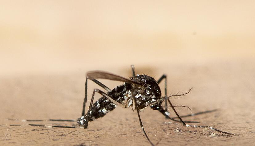 Das Chikungunya wird durch bestimmte Mücken übertragen. (Symbolbild) Das Chikungunya wird durch bestimmte Mücken übertragen. (Symbolbild)