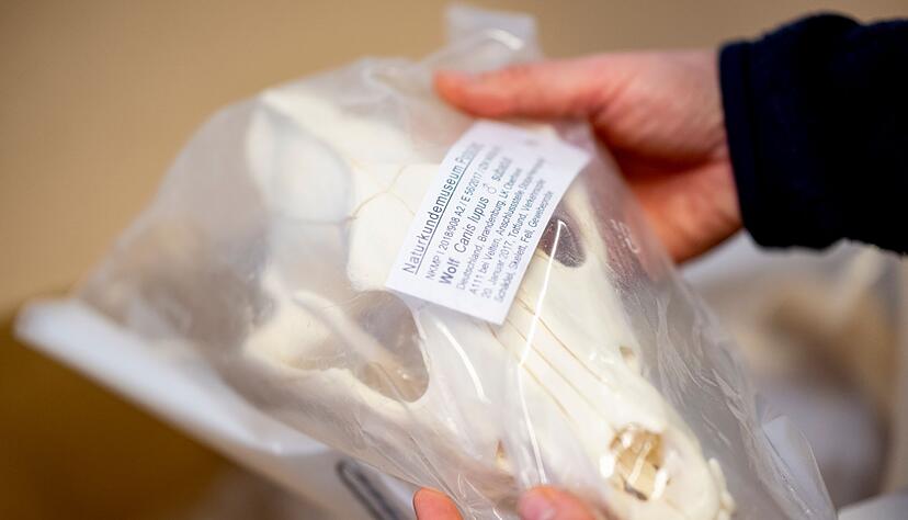 Wolfssch&auml;del in Plastik verpackt - er geh&ouml;rt zur Sammlung im Naturkundemuseum Potsdam.