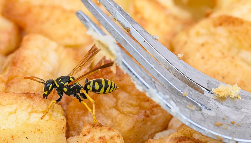 Lecker! Wespen suchen S&uuml;&szlig;es - und das ist unser Kuchen. (Archivbild)