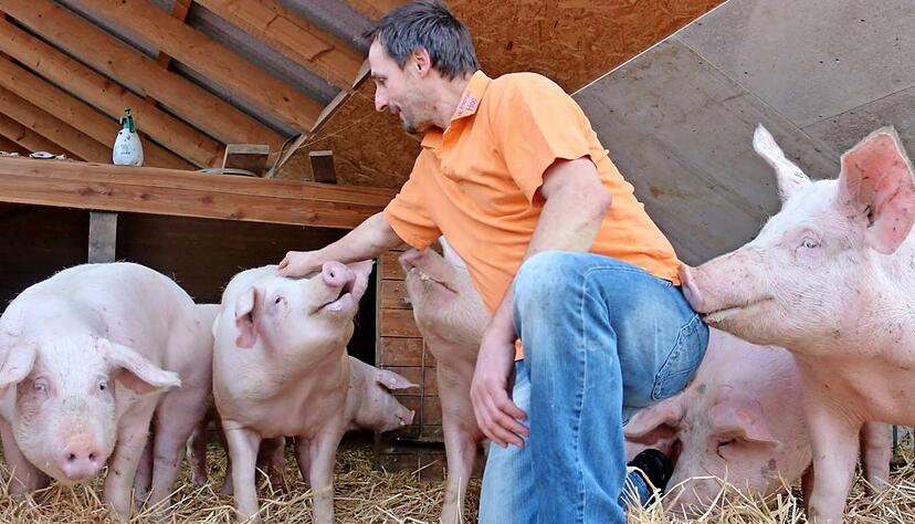Im neuen Freiluft-Wartestall haben die Tiere von Schweineflüsterer Friedrich Hack vor der Schlachtung noch ein paar stressfreie Tage. Foto: Juergen Koch Im neuen Freiluft-Wartestall haben die Tiere von Schweineflüsterer Friedrich Hack vor der Schlachtung noch ein paar stressfreie Tage. Foto: Juergen Koch
