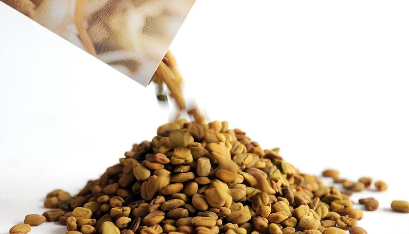 Traditionelle Verwendung: Neben der Küche spielt Bockshornklee auch in der Medizin eine Rolle und wird seit Jahrhunderten als Heilpflanze geschätzt. Traditionelle Verwendung: Neben der Küche spielt Bockshornklee auch in der Medizin eine Rolle und wird seit Jahrhunderten als Heilpflanze geschätzt.