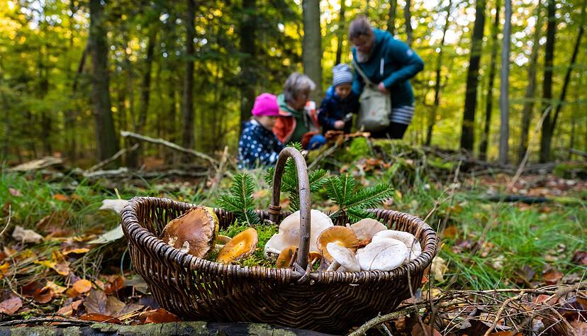 Um in die Pilze zu gehen, sollte man früh aufstehen. Sonst findet man nur noch die, die andere stehen gelassen haben.