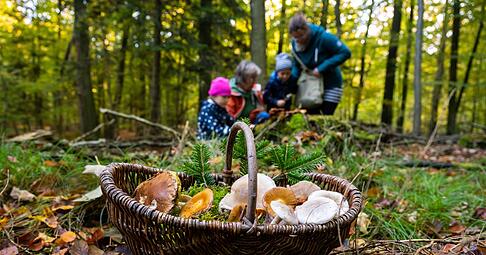 Um in die Pilze zu gehen, sollte man früh aufstehen. Sonst findet man nur noch die, die andere stehen gelassen haben. Um in die Pilze zu gehen, sollte man früh aufstehen. Sonst findet man nur noch die, die andere stehen gelassen haben.
