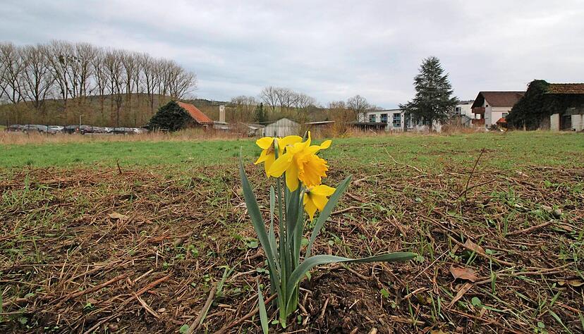 Ehemaliges G&auml;rtnerei-Areal in Krautheim mit Jagsttalbahn-Trasse soll bebaut werden. Rewe und Rossmann haben Interesse.