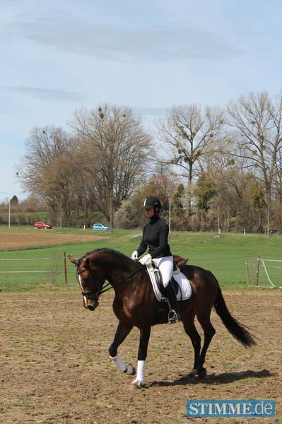 Pferdeschau in Öhringen-Cappel