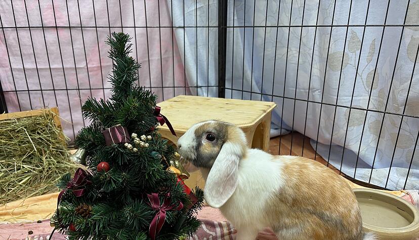 Im Heilbronner Tierheim sind f&uuml;r die tierischen Bewohner Weihnachtsgeschenke angekommen.