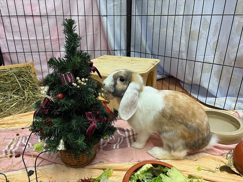 Im Heilbronner Tierheim sind f&uuml;r die tierischen Bewohner Weihnachtsgeschenke angekommen.