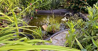 Wer sich nach Wasser und Seerosen sehnt, kann auch auf Balkonien einen kleinen Teich anlegen.