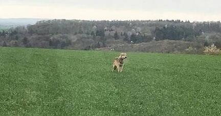 Von einem Auto aus wurde ein Wolf bei Neudenau gefilmt.
Foto: privat