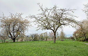 Wenn das Grau des Himmels sich in Blau verwandelt, dann sind die weißen und rosafarbenen Tupfer der Streuobstwiesen − hier bei Obersulm-Eschenau − ein Hingucker.
