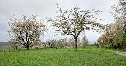 Wenn das Grau des Himmels sich in Blau verwandelt, dann sind die weißen und rosafarbenen Tupfer der Streuobstwiesen − hier bei Obersulm-Eschenau − ein Hingucker.
Foto: Andreas Veigel Wenn das Grau des Himmels sich in Blau verwandelt, dann sind die weißen und rosafarbenen Tupfer der Streuobstwiesen − hier bei Obersulm-Eschenau − ein Hingucker.
Foto: Andreas Veigel
